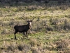 Etive Stag IFB