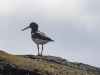 Oyster catcher
