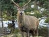 Stag at Bay 11FB