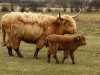 bad hair day