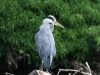 leith-water-heron