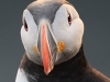 puffin-eye-highlight