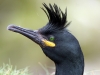 shag