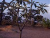 frangipani-tree