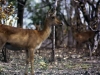 impala-1I